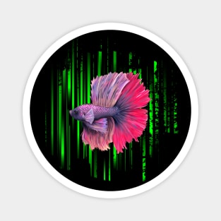 Betta Fish Purple and Pink Green Stripes Magnet